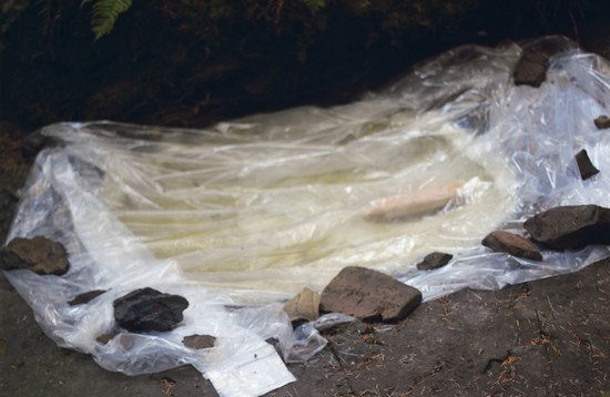 Cast of ammonite fossil covered; the covering plastic is weighed down by rocks.