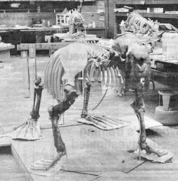 Rosie the walrus’ skeleton standing upright in workshop.