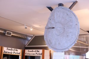 Ammonite cast hanging from a support beam, with other museum exhibits in the background.