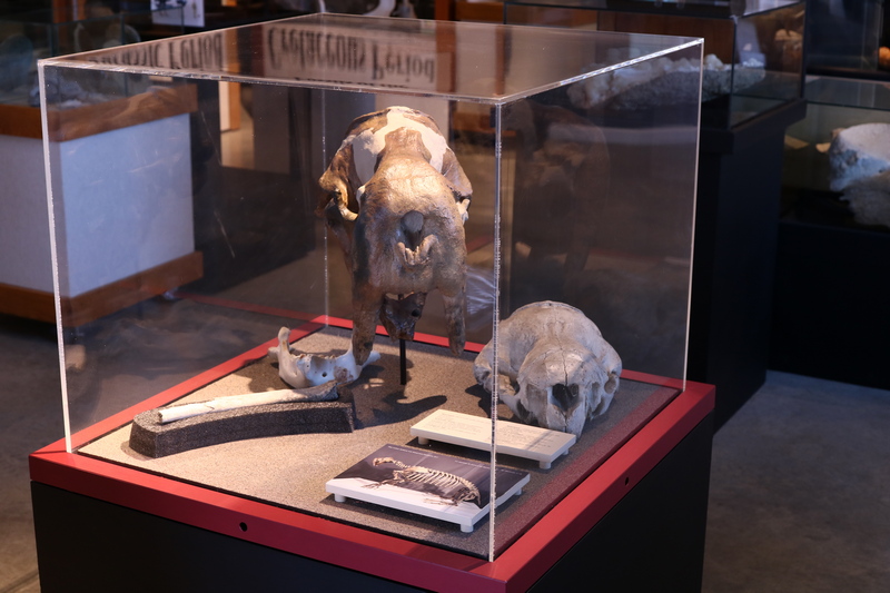 Cast of walrus skull and bones inside glass museum display case.