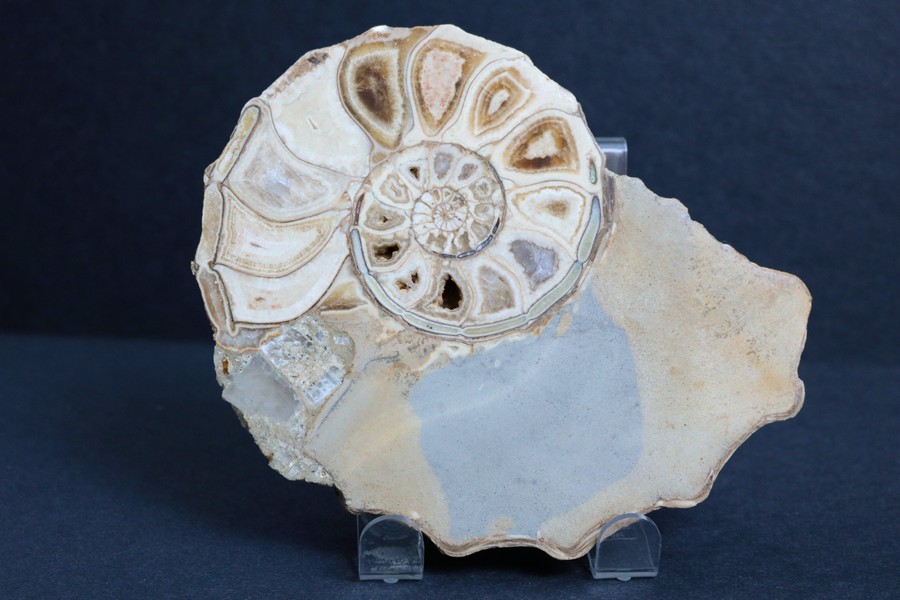 A cross-section of an ammonite, mounted upright on a plastic stand, against a dark background.