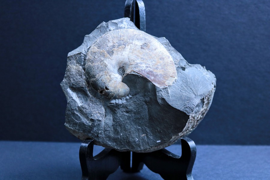 White ammonite in grey stone matrix.