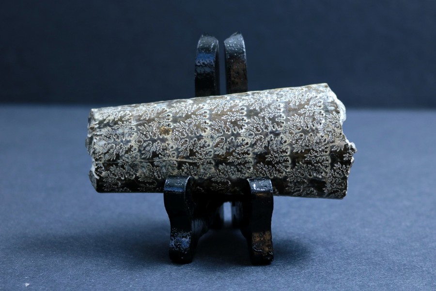 Petit morceau d’un fossile baculite en forme de roche cylindrique foncé et couvert d’une configuration de stries pâles et  irrégulières. 