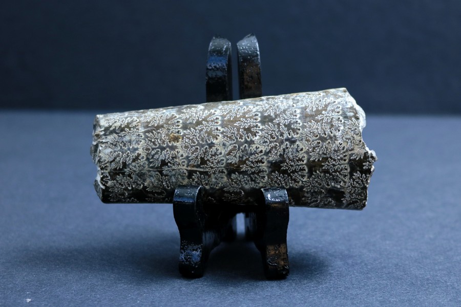 Small piece of a baculite fossil that has a cylindrical rock shape and is dark in colour and covered with a pale pattern of jagged lines.