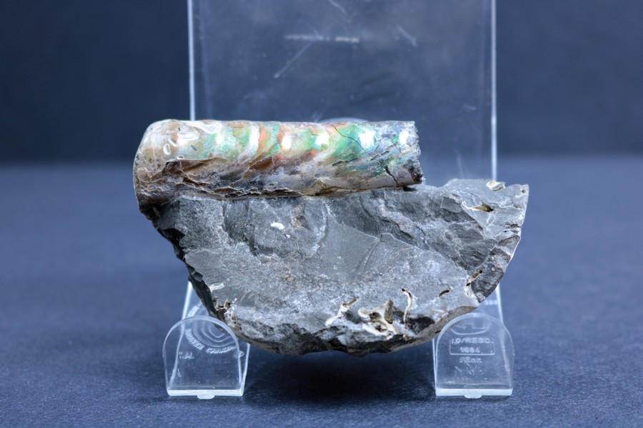 Baculite specimen in matrix, displaying red and green iridescence.