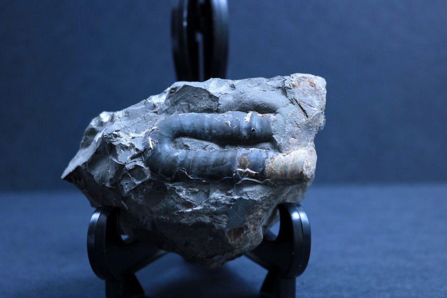 A fragment of an ammonite shell that is shaped like a sideways ‘U’.