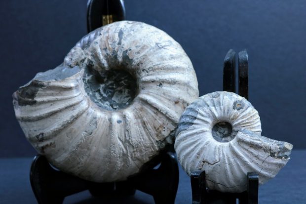 Two ammonites with white shells, held up on stands. The smaller of the two is held up in the foreground.