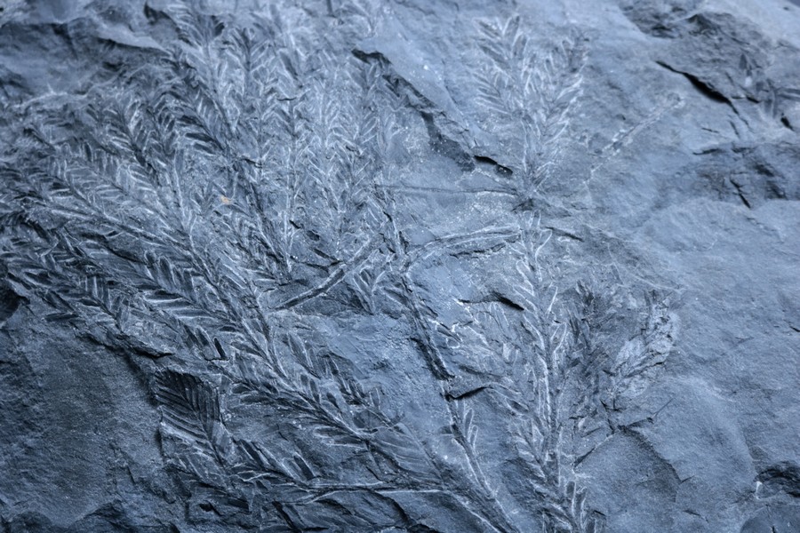 A rough piece of gray stone, covered in the imprints left behind by a fern plant.