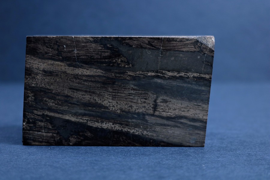 A square, polished piece of petrified palm wood.