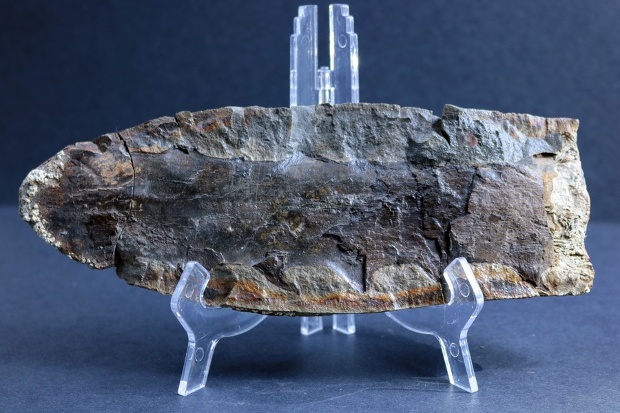 Vancouver Island Fossils Traces of our Ancient World Paleontology