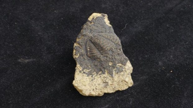 The body of a trilobite in the center of a piece of stone. Grey paint has been applied to the fossil to help it stand out better.
