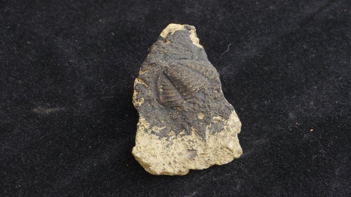 The body of a trilobite in the center of a piece of stone. Grey paint has been applied to the fossil to help it stand out better.