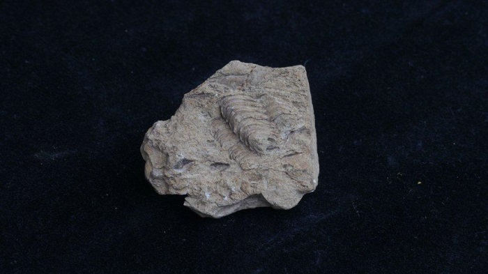 Un fossile de trilobite sur matrice contre un fond noir.