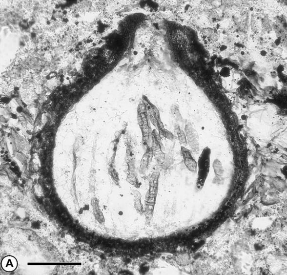 Fossilized remains of long segmented cells are visable in the cross-section of a tear-drop shaped mushrrom