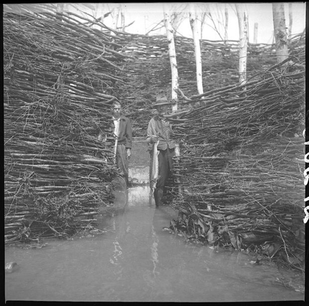 Black and white photograph: Flavius and Maurice Ouellet standing in shallow water in the middle of a brush weir (interwoven branches). Dense branch structure (around and in the background). Thin white tree trunks integrated. Île aux Patins, Kamouraska: interior of a traditional fishing structure.
