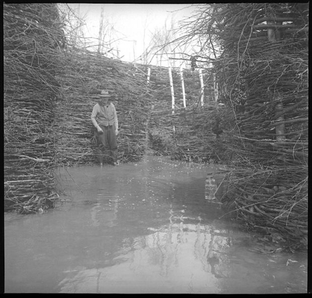 Black and white photograph: Flavius Ouellet standing in shallow water inside a fish weir (interwoven branches). Dense branch structure (walls, water inlets). Thin white tree trunks incorporated in the structure. Île aux Patins, Kamouraska: interior of a traditional fish weir.