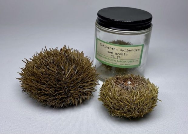 Three taxidermied green sea urchins on a plain gray surface. Front: two whole sea urchins (different sizes, brown/green spines). Back: a third smaller sea urchin in a clear glass jar with a black lid. Beige label on the jar: Echinoderm Collection, sea urchin, OZ 74, name of a biological laboratory in Cooksville, Ontario, Canada.