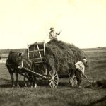 Harvesting hay