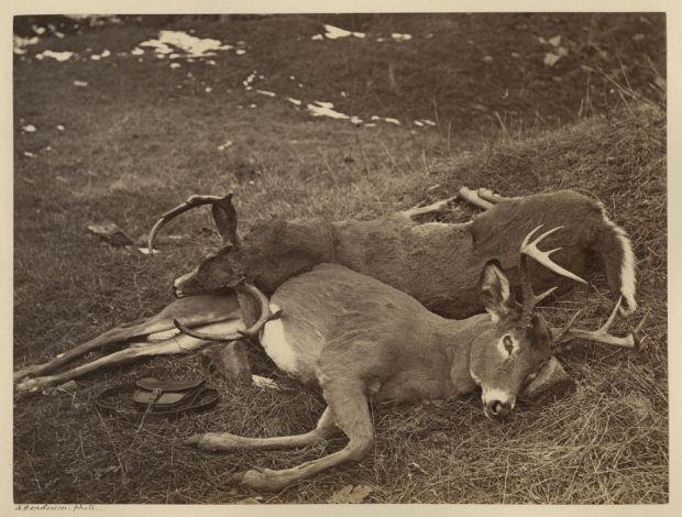 Albumen print (before 1865, Alexander Henderson): Canadian Deer, QC (hunting scene). Two male white-tailed deer, branched antlers) lying on grassy ground.