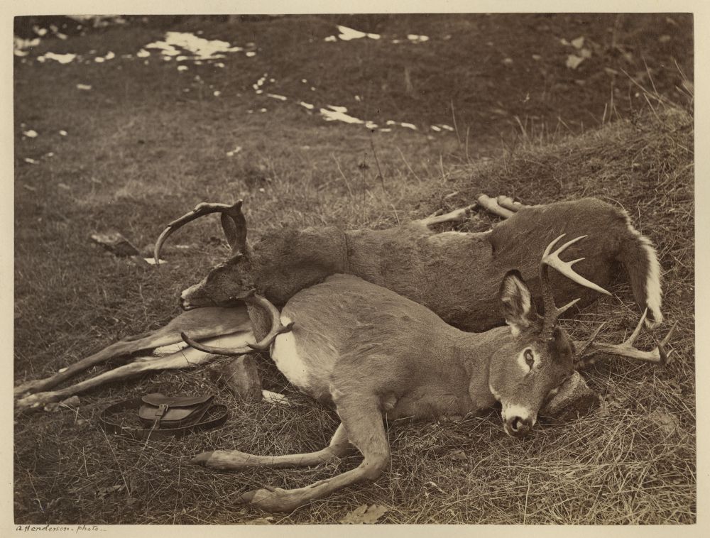 Albumen print (before 1865, Alexander Henderson): Canadian Deer, QC (hunting scene). Two male white-tailed deer, branched antlers) lying on grassy ground.