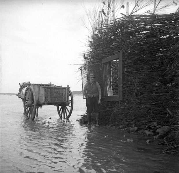 Black and white photograph: Flavius Ouellet standing in shallow water next to a fish weir (interwoven branches). Left: partially submerged two-wheeled wooden cart. Weir: shelter/barrier, rectangular opening (fish entrance/passage). Île aux Patins, Kamouraska: traditional fishing.
