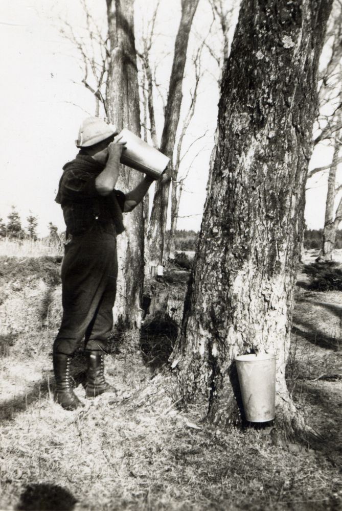 Black and white photograph: a person stands near a tree drinking maple sap (metal container). Another bucket and spout on the tree. Snowless landscape (end of the sugaring-off season).