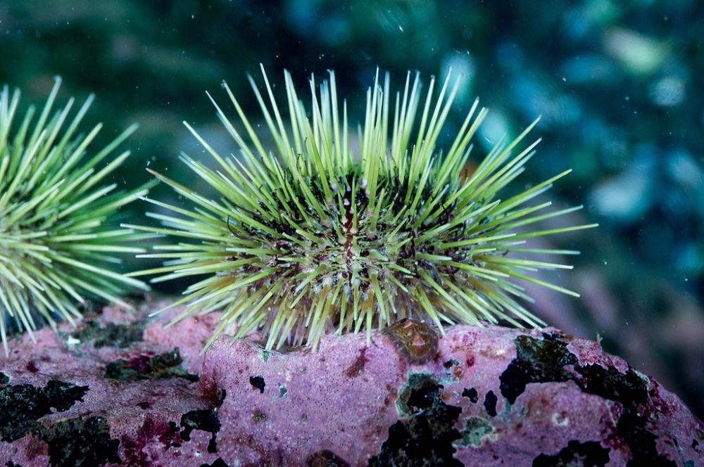 Close-up underwater photograph: green sea urchin on a pink/purple rock with dark-coloured algae. Sea urchin: numerous long, thin, pale yellowish-green spines. Blurry background.