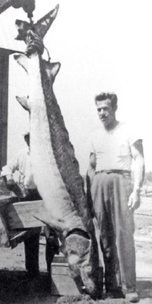 Black and white photograph (June 24, 1954): Flavius Ouellet standing next to a very large sturgeon hanging vertically (160 kg). Flavius Ouellet stands to the right of the fish. Background: outdoor environment next to a wooden structure.
