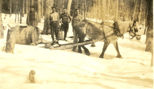 Sepia photograph: transporting maple sap in snowy winter woods. Four men in a snow-covered forest (bare maple trees). Right: a horse is harnessed to a wooden sleigh (large wooden barrel lying down).