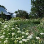 Harmony and profusion