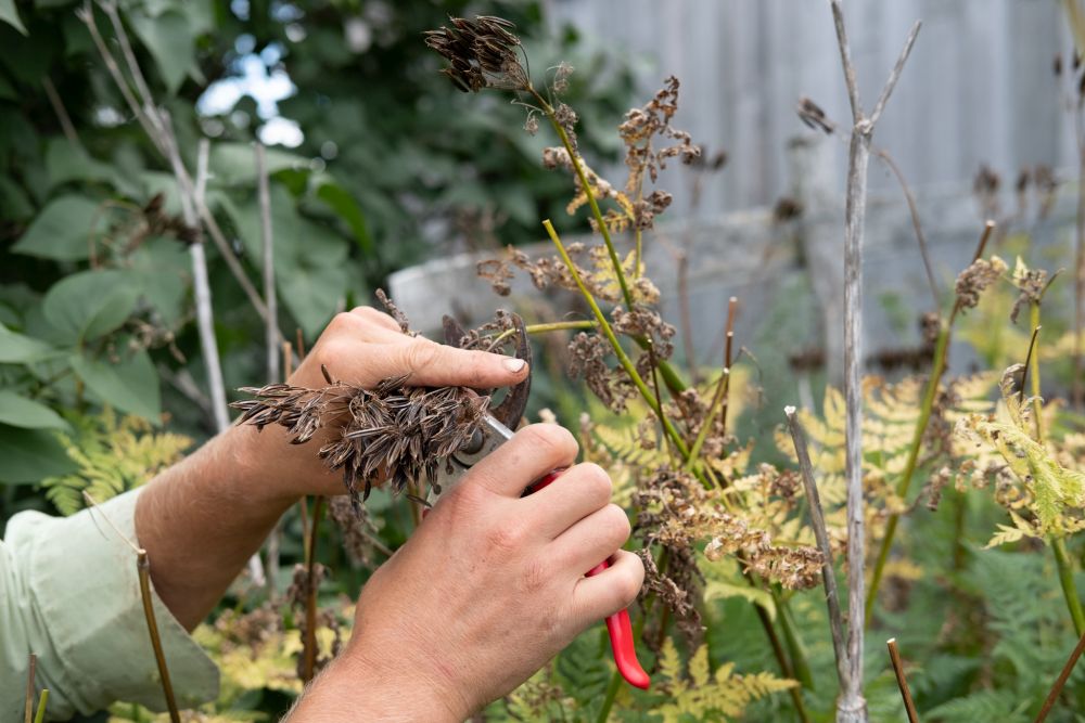Two hands are using red pruning shears to cut dried plant stems. The blurred background shows other vegetation and a wooden structure.