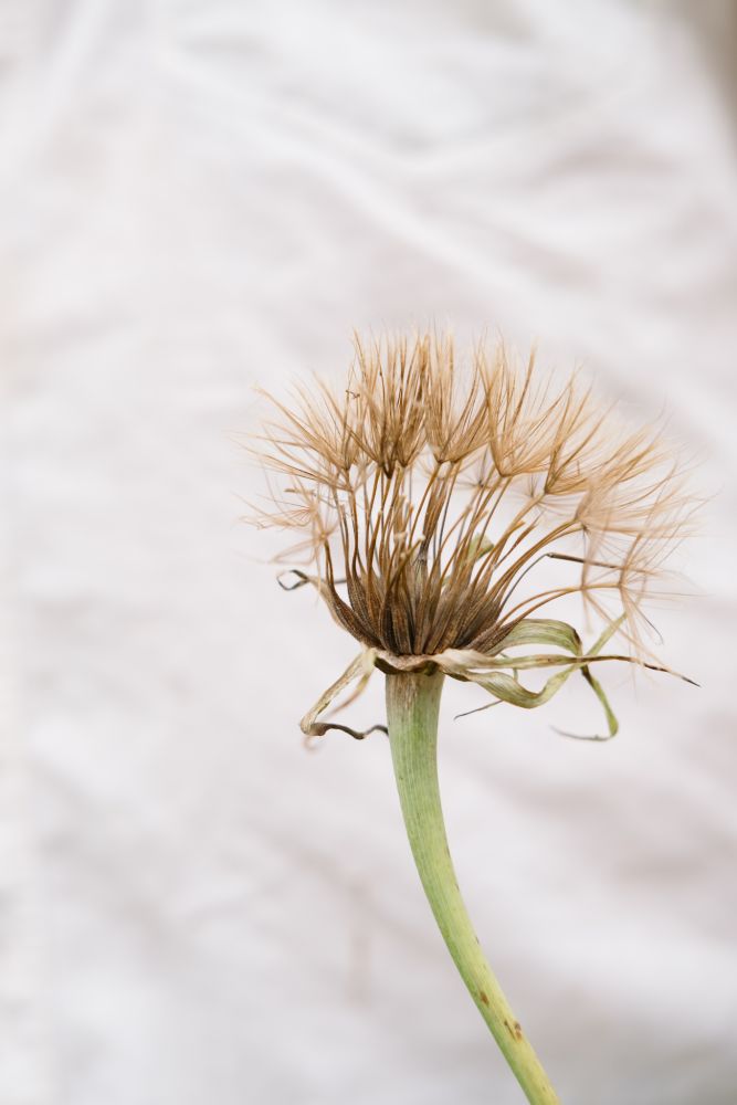 Salsify seed head, with long, feathery, beige-brown pappuses emerging from a green base. The background is light-colored and solid.