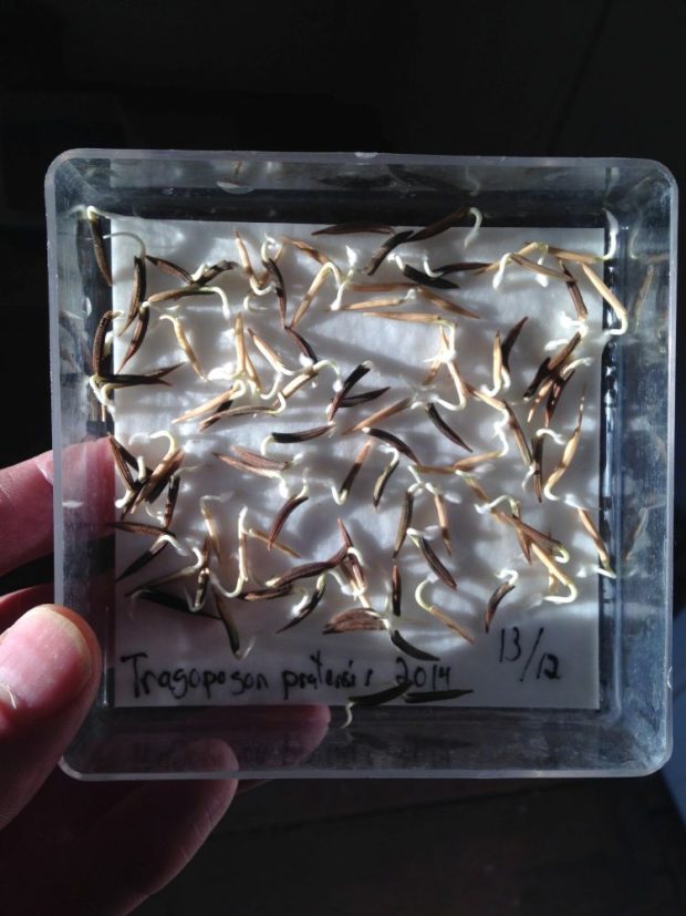 A hand holding a clear box containing numerous sprouted seeds. A handwritten label inside reads Tragopogon pratensis 2014 and 13/12.