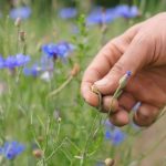 Picking the beauty of the day