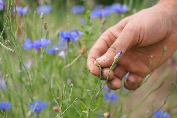 Close-up of a hand picking or examining a blue-colored flower bud, amidst a blurred field of blue flowers and greenery.