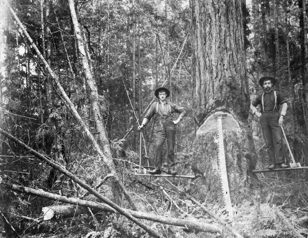 A black and white photograph of William Henry Vanetta and another man standing on planks that are protruding from the sides of a large tree. Both of the men have a hand resting on the handle of a double edged axe. There is a long whipsaw leaning on the front of the tree.