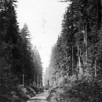 Old Yale Road winding through the bush, ca. 1900
