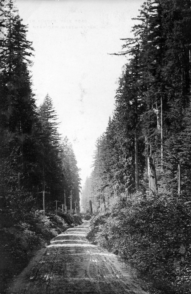 A black and white photograph taken circa 1900 of the Old Yale Road. The road is a narrow dirt path that winds through a dense forest.