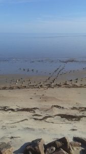 The remains of an old fishing weir situated in the intertidal zone