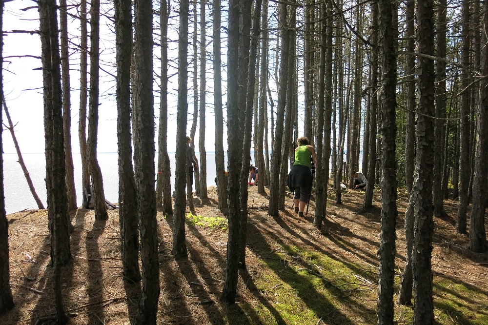 Archaeologists working through trees