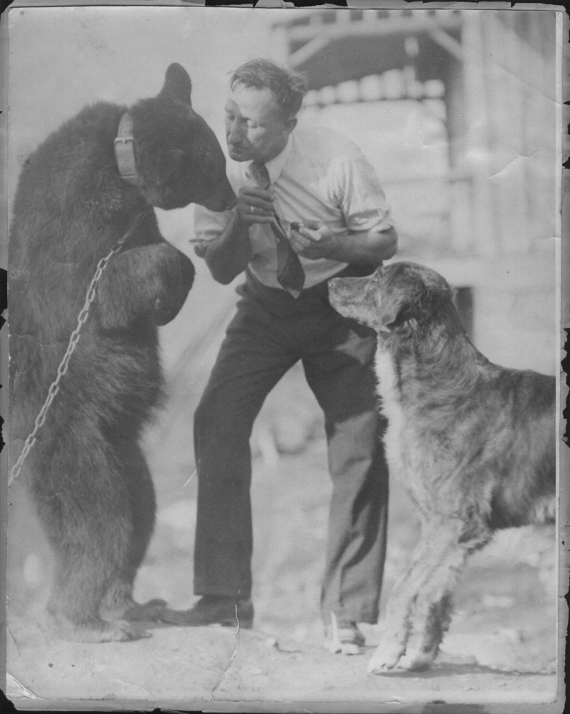 Black and white archival photo of Alvin Baker with a bear and a dog. On the left of the photo, the bear is wearing a chain around its neck and is standing on its hind legs.
