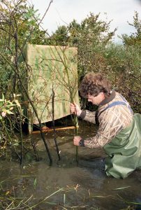 Un chasseur ayant de l’eau jusqu’au cuisse enfonce des petits arbres sur les berges d’une rivière. Il tente de camoufler une cache faite de toile. 