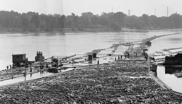 Drivers standing on long booms steer thousands of floating logs on the Saint-Maurice River. Standing on booms, drivers sort the many logs on the river with poles.