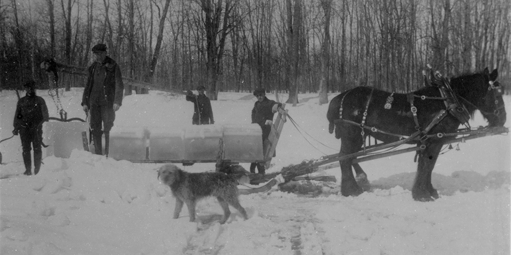 Black and white photograph of four men on an ice- and snow-covered river cutting and loading blocks of ice onto a sled pulled by a horse. A dog is in the foreground.