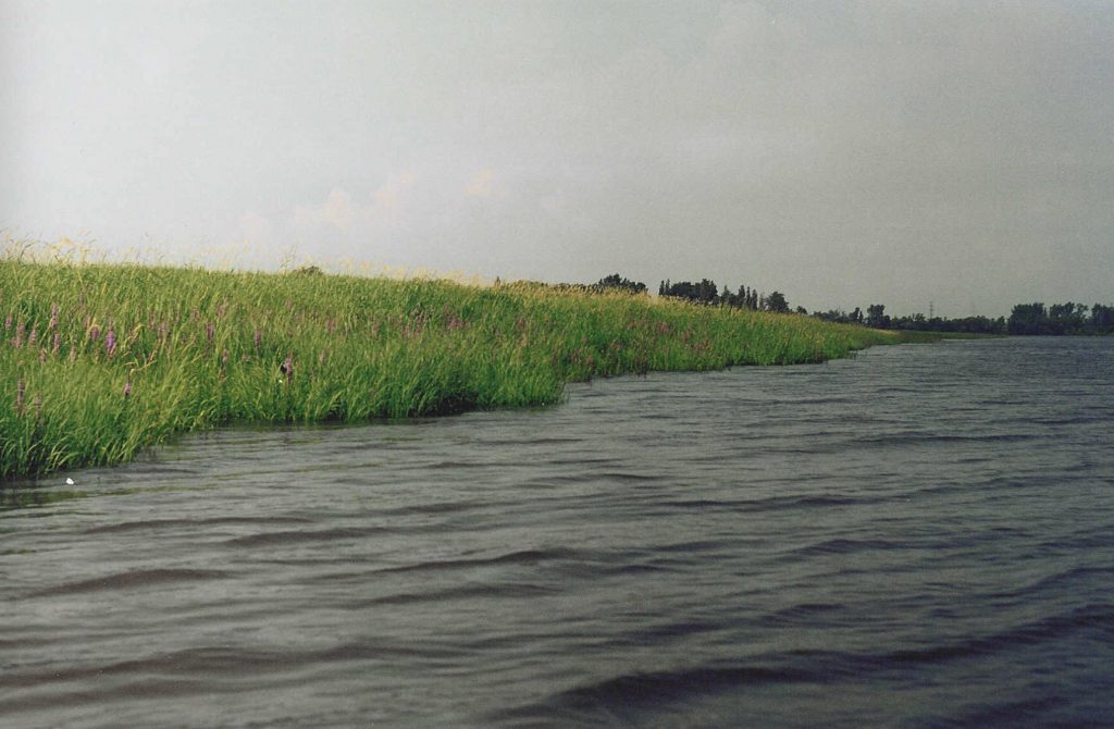 Photographie en couleur d’une berge avec de grandes herbes vertes au bord de la rivière des Prairies.