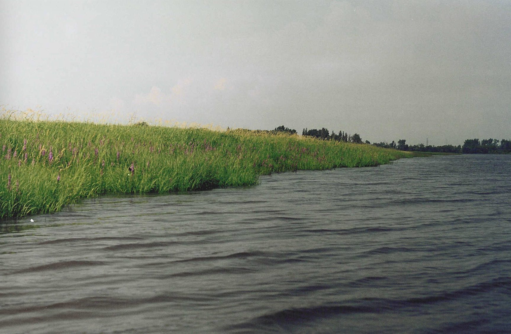 Colour photograph of a shoreline covered in tall green grass along the Des Prairies River.