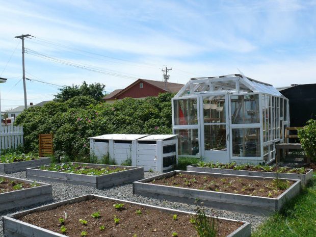 Raised wooden garden beds with plants in them, a white greenhouse behind them.