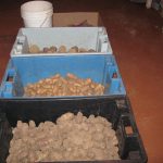 Pounds full of Potatoes