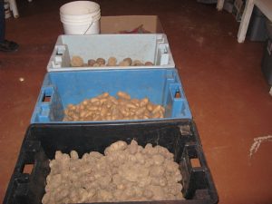 Three large plastic containers filled with various sizes of potatoes.