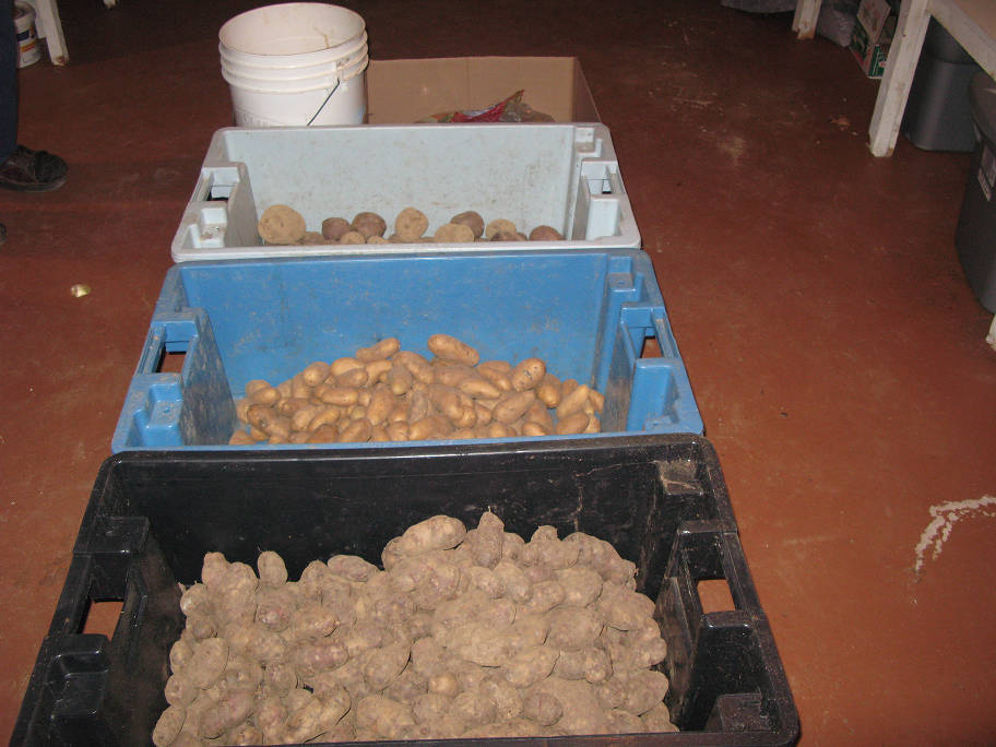 Three large plastic containers filled with various sizes of potatoes.